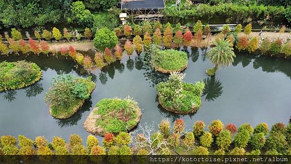 [台灣/桃園] 2021.12 跟流行到大溪月眉人工溼地賞落