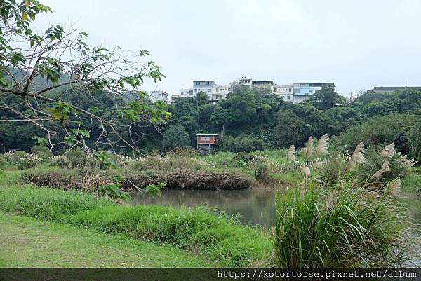 [台灣/桃園] 2021.12 跟流行到大溪月眉人工溼地賞落