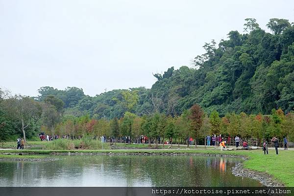 [台灣/桃園] 2021.12 跟流行到大溪月眉人工溼地賞落