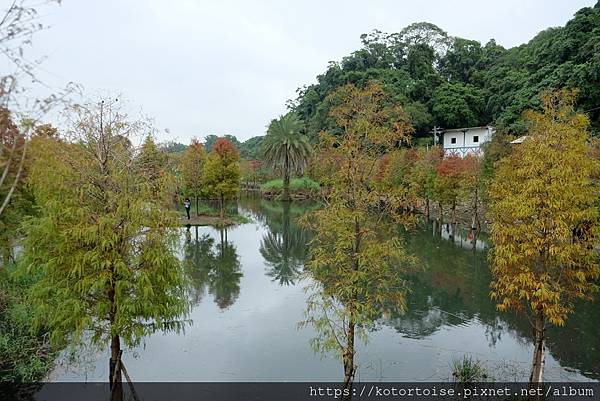 [台灣/桃園] 2021.12 跟流行到大溪月眉人工溼地賞落