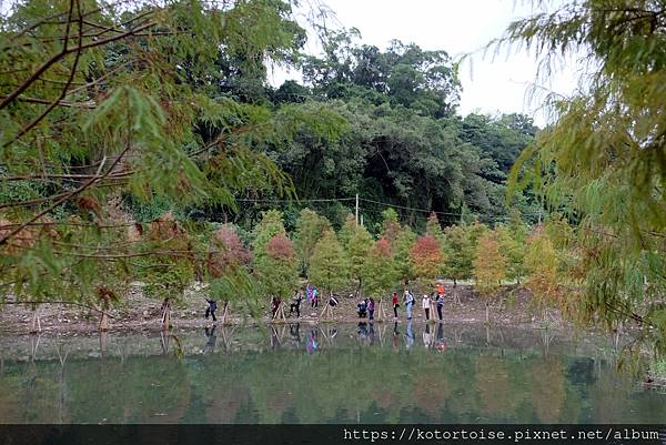 [台灣/桃園] 2021.12 跟流行到大溪月眉人工溼地賞落