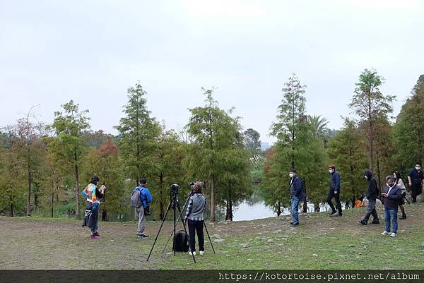 [台灣/桃園] 2021.12 跟流行到大溪月眉人工溼地賞落
