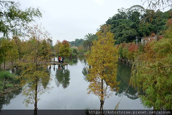[台灣/桃園] 2021.12 跟流行到大溪月眉人工溼地賞落