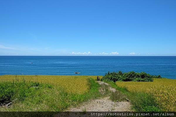 [台灣/花蓮台東] 2022.7 繼續沿著海，水稻田相伴，抵