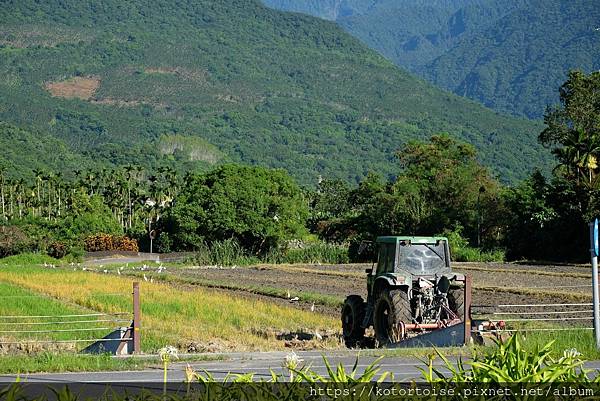 [台灣/花蓮] 2022.7 瑞穗,經過美麗的大農大富平地森
