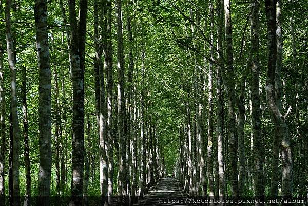 [台灣/花蓮] 2022.7 瑞穗,經過美麗的大農大富平地森