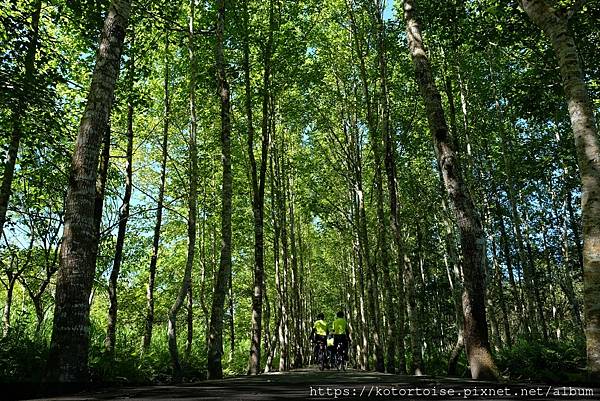 [台灣/花蓮] 2022.7 瑞穗,經過美麗的大農大富平地森