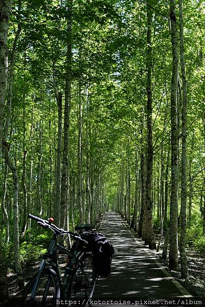 [台灣/花蓮] 2022.7 瑞穗,經過美麗的大農大富平地森