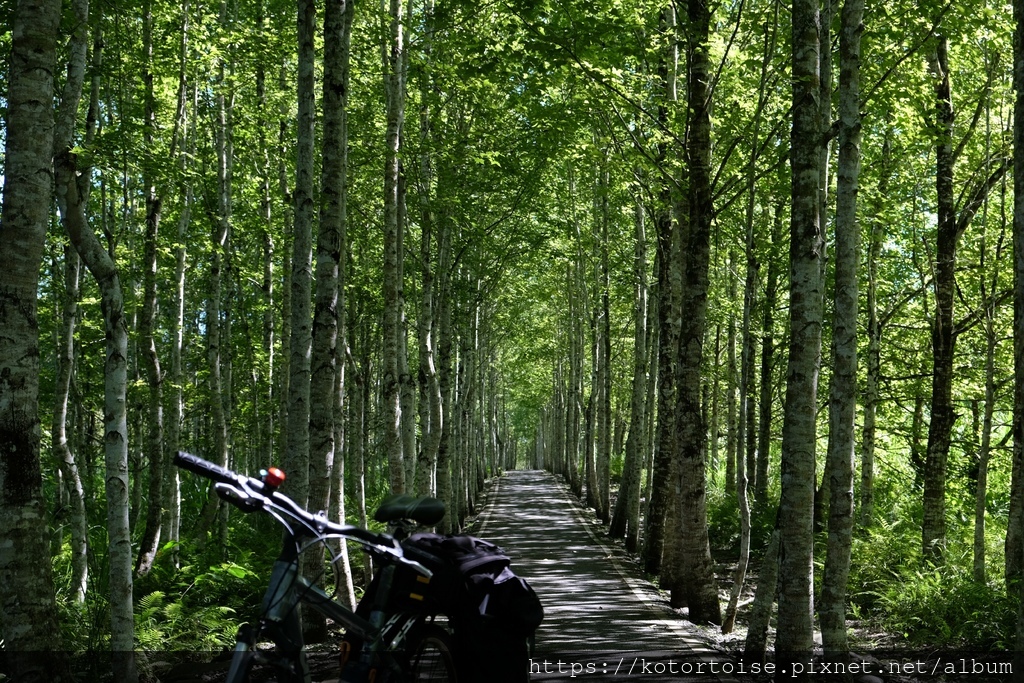 [台灣/花蓮] 2022.7 瑞穗,經過美麗的大農大富平地森