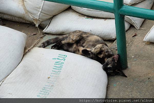 [泰國曼谷] 2022.10 清晨小旅行: 地鐵、渡輪、鄭王