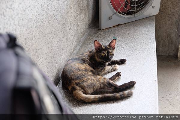 [泰國曼谷] 2022.10 清晨小旅行: 地鐵、渡輪、鄭王