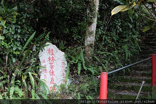 [台灣/宜蘭] 2022.12 終於見到抹茶山