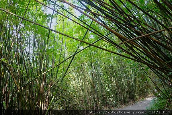 [台灣/宜蘭] 2022.12 終於見到抹茶山