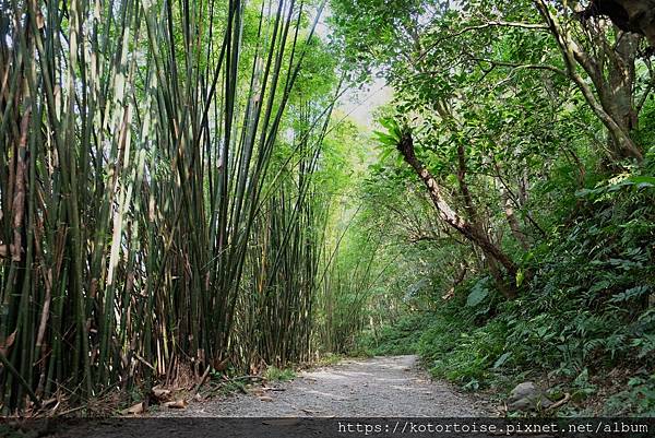[台灣/宜蘭] 2022.12 終於見到抹茶山