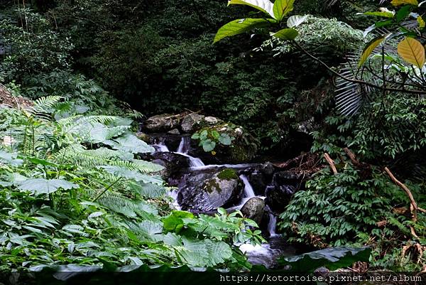 [台灣/宜蘭] 2022.12 終於見到抹茶山