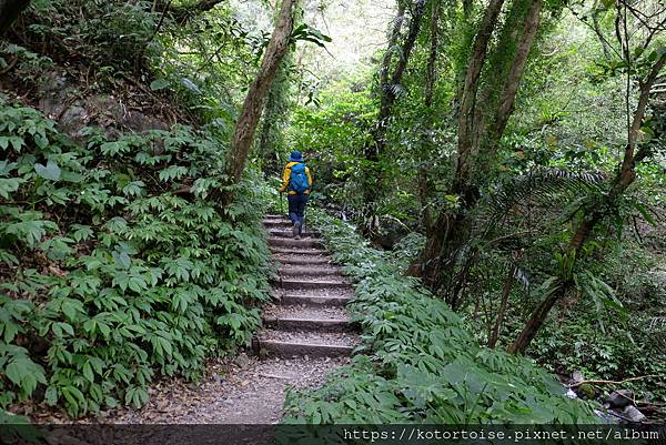 [台灣/宜蘭] 2022.12 終於見到抹茶山