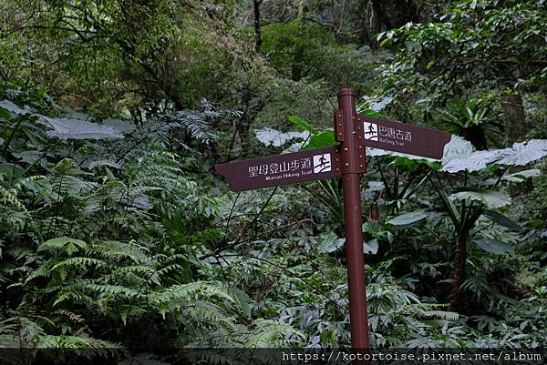 [台灣/宜蘭] 2022.12 終於見到抹茶山