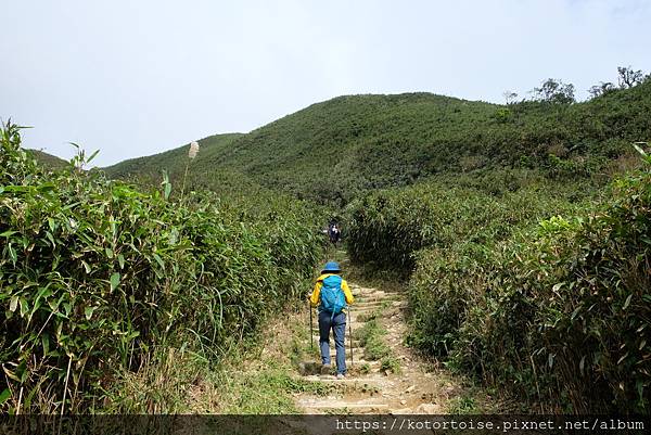 [台灣/宜蘭] 2022.12 終於見到抹茶山