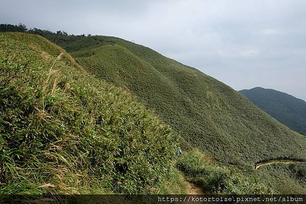 [台灣/宜蘭] 2022.12 終於見到抹茶山