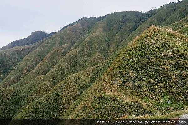 [台灣/宜蘭] 2022.12 終於見到抹茶山