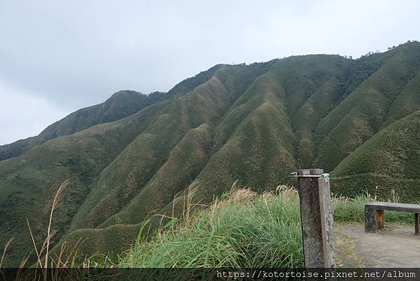 [台灣/宜蘭] 2022.12 終於見到抹茶山