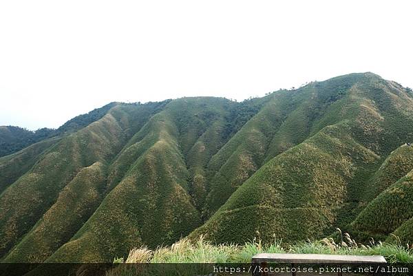 [台灣/宜蘭] 2022.12 終於見到抹茶山