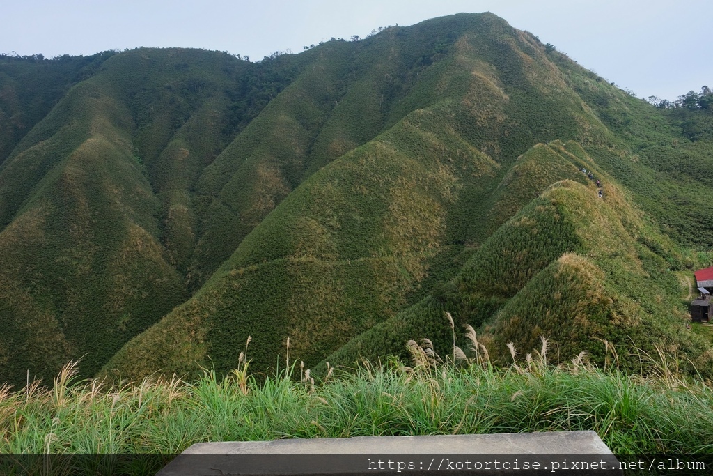 [台灣/宜蘭] 2022.12 終於見到抹茶山