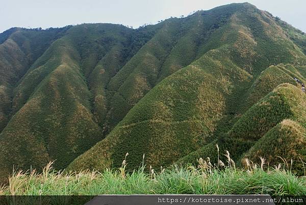 [台灣/宜蘭] 2022.12 終於見到抹茶山