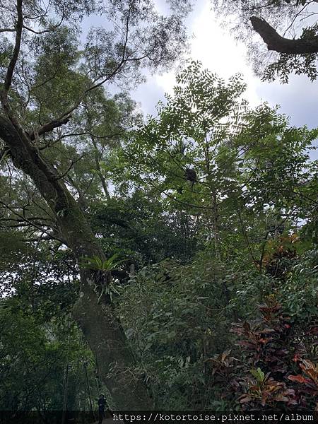 [台灣/宜蘭] 2022.12 終於見到抹茶山