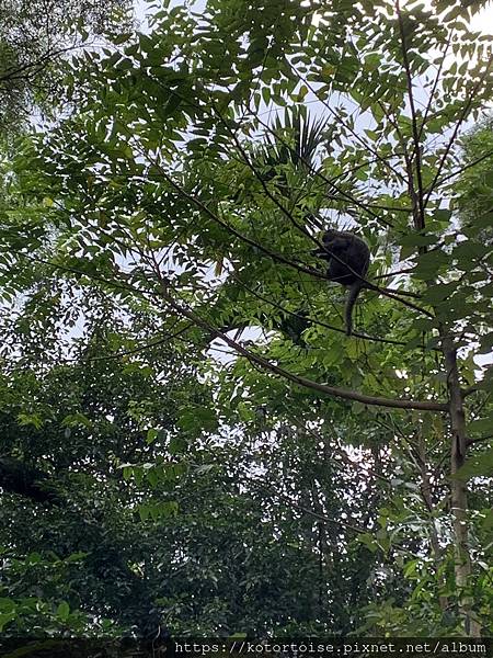 [台灣/宜蘭] 2022.12 終於見到抹茶山