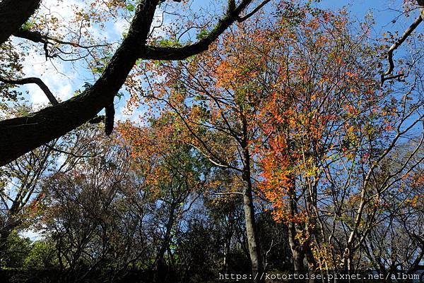 [台灣/桃園] 2023.1 石門水庫變美了 ?