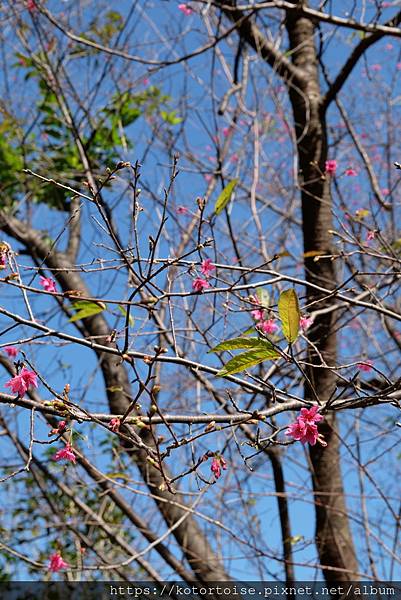 [台灣/桃園] 2023.1 石門水庫變美了 ?