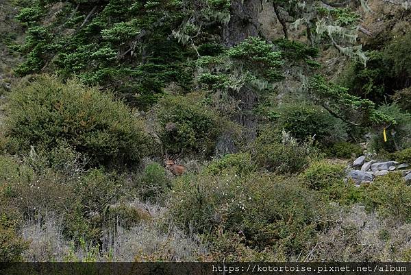 [台灣/台東] 2023.6 戒茂斯上嘉明湖: 好美的三天兩