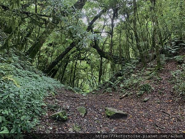 [台灣/台東] 2023.6 戒茂斯上嘉明湖: 好美的三天兩