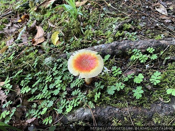 [台灣/台東] 2023.6 戒茂斯上嘉明湖: 好美的三天兩