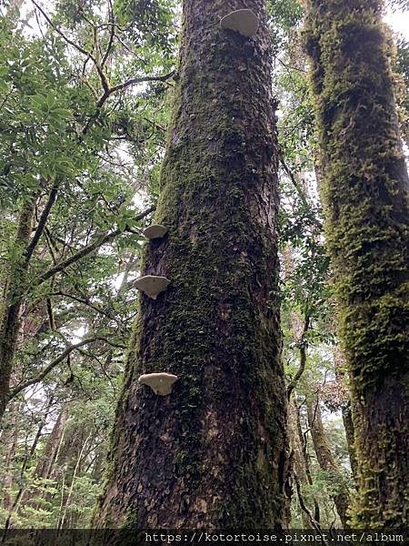 [台灣/台東] 2023.6 戒茂斯上嘉明湖: 好美的三天兩