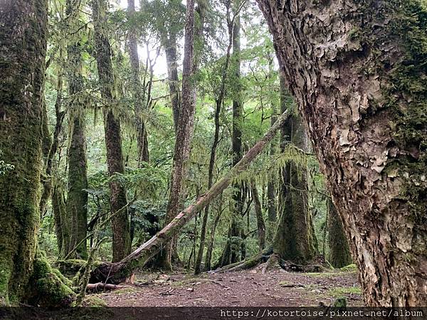 [台灣/台東] 2023.6 戒茂斯上嘉明湖: 好美的三天兩