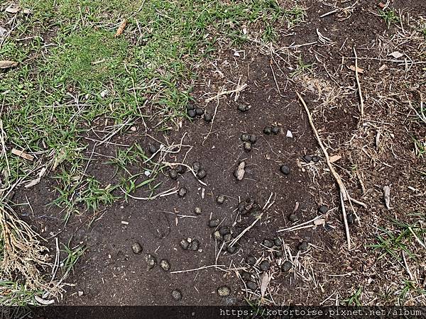 [台灣/台東] 2023.6 戒茂斯上嘉明湖: 好美的三天兩