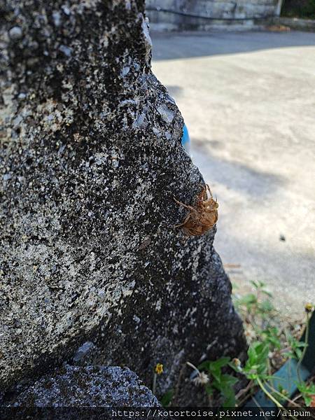 [日本沖繩] 2023.7 一戶建，泳池別墅，還是市區酒店 