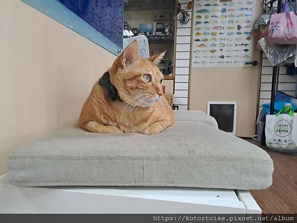 [沙發上的小幸福] 2023.8 瘋潛水