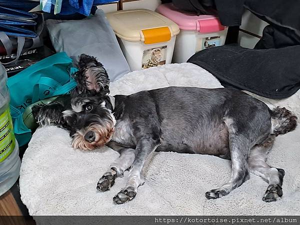 [沙發上的小幸福] 2023.8 瘋潛水