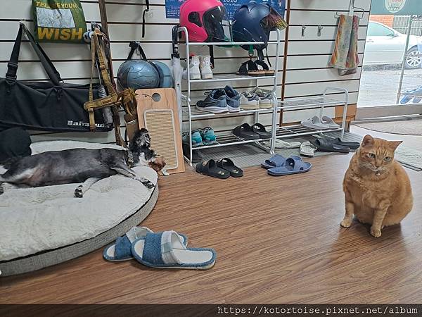 [沙發上的小幸福] 2023.8 瘋潛水