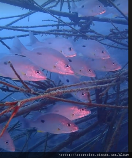 潛水 1.png 潛水 1.png