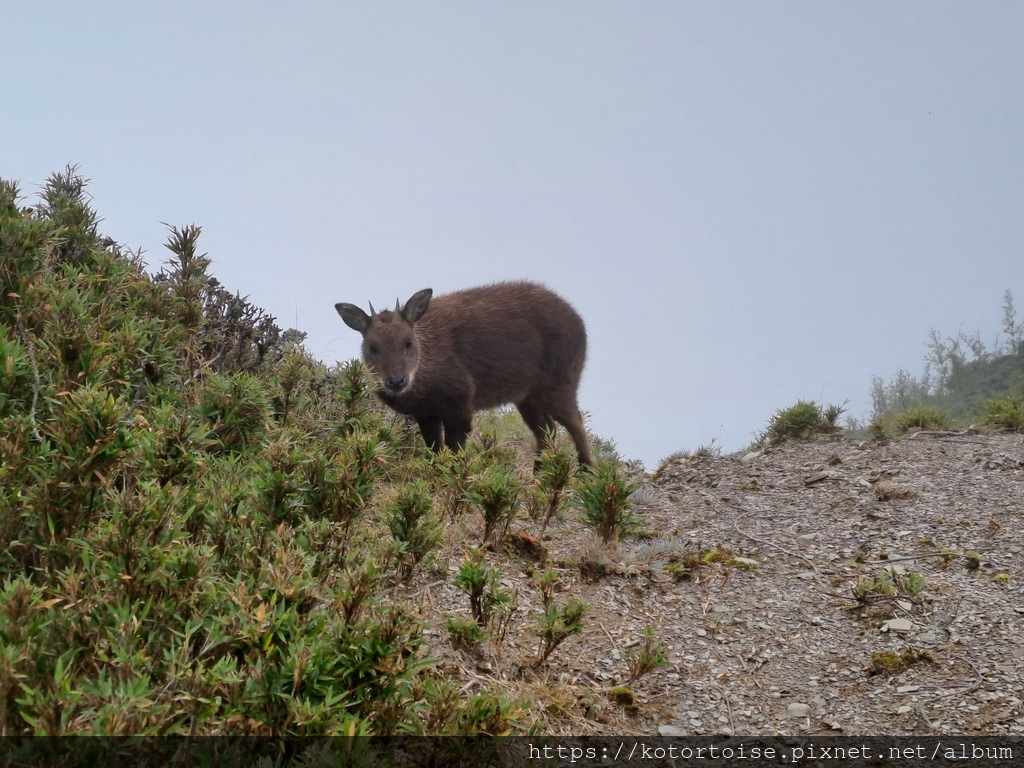 [台灣/南投花蓮] 2023.10 淒風苦雨的奇萊主北行 (