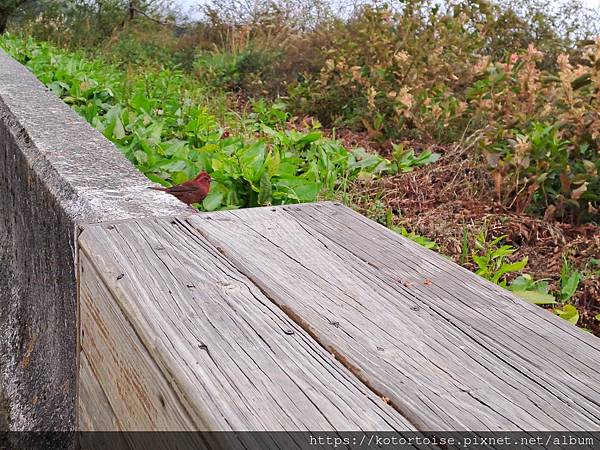 [台灣/南投花蓮] 2023.10 淒風苦雨的奇萊主北行 (