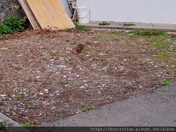 [台灣/南投花蓮] 2023.10 淒風苦雨的奇萊主北行 (