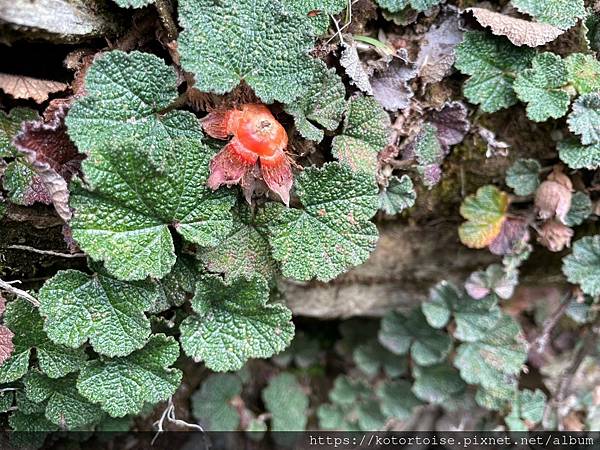 [台灣/南投花蓮] 2023.10 淒風苦雨的奇萊主北行 (