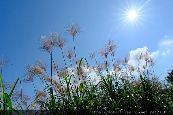 [台灣/台北] 2023.11 陽明山大縱走東段: 風櫃嘴至