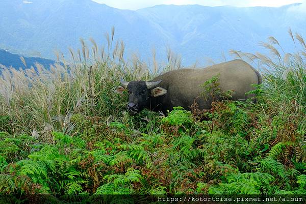 [台灣/台北] 2023.11 陽明山大縱走東段: 風櫃嘴至