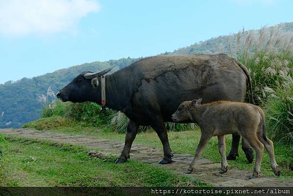 [台灣/台北] 2023.11 陽明山大縱走東段: 風櫃嘴至